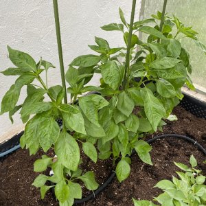 Francos Aji