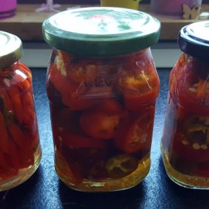 Bunt ringelegte Jalapenos , Apache + Thaiviolett