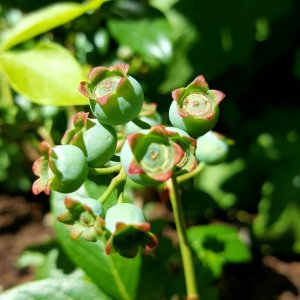 Heidelbeeren