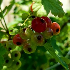 Johannisbeeren