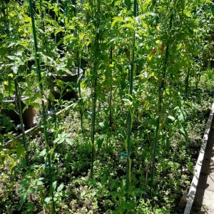Tomaten