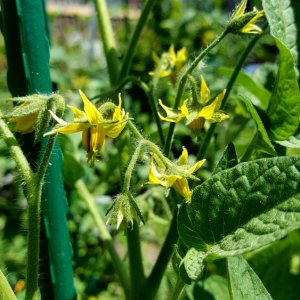 Blüten