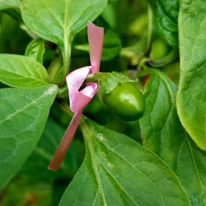 Rocoto De Seda verhütet