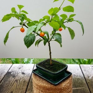 Trinidad Scorpion Gelb