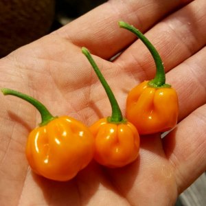 Trinidad Scorpion Gelb