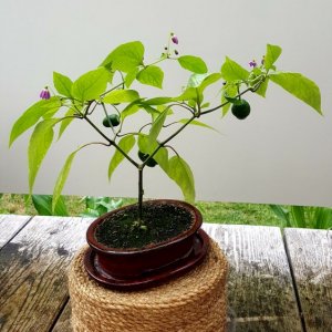 Rocoto Cabe Gondol