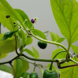 Rocoto Cabe Gondol