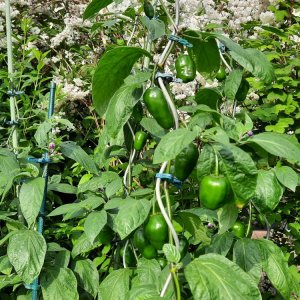 Rocoto Yellow.jpg