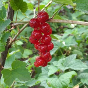 Johannisbeeren rot.jpg