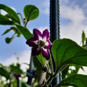 Rocotoblüte.jpg