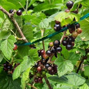 Johannisbeeren schwarz.jpg