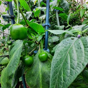 Giant Rocoto.jpg