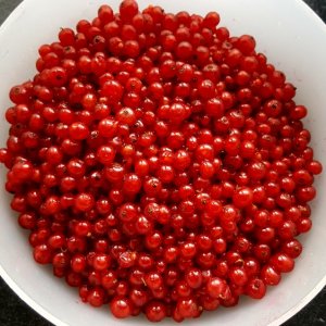 Johannisbeeren nach dem putzen
