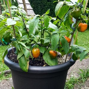 Rocoto Gelbe Riesen