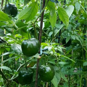 Rocoto Big Apple