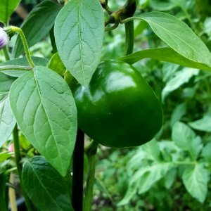 Rocoto De Seda