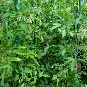 Tomatenbeet