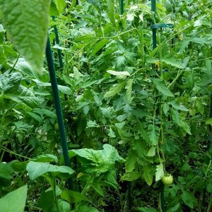 Tomatenbeet
