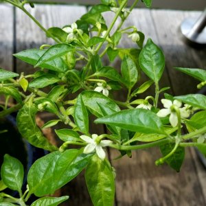 Limon
