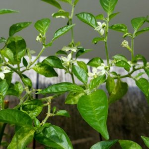 Limon
