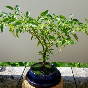 Limon