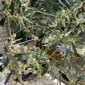 Blühende Taggiasca Olive