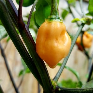 Halloween Ghost F3