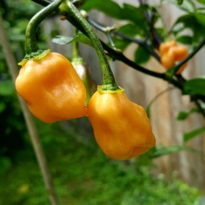 Halloween Ghost F3
