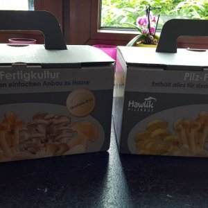 Champignons