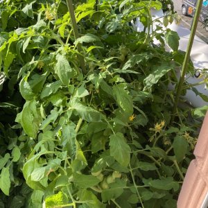 Chilibalkon, Tomatenpflanzen