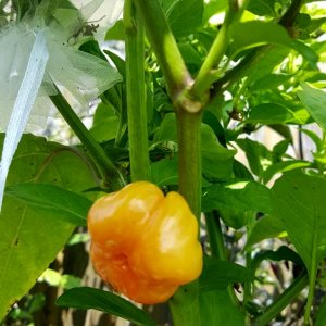 Habanero Orange