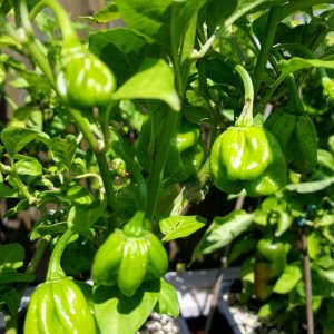 Bahamian Goat Pepper
