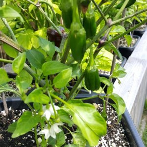 Jalapeno braun
