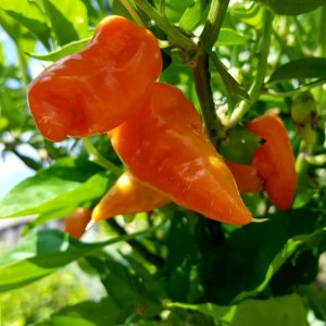 Habanada