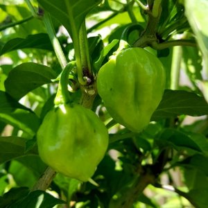 Red Savina
