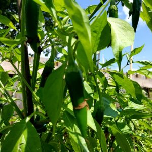 Jalapeno rot
