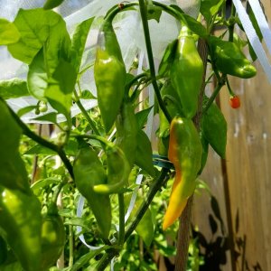 Limon x PDN F3 Orange