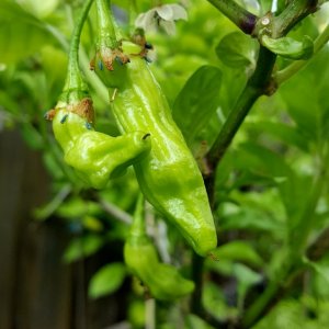 Habanero Hot Lemon