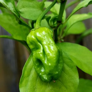 Trinidad Scorpion Chocolat