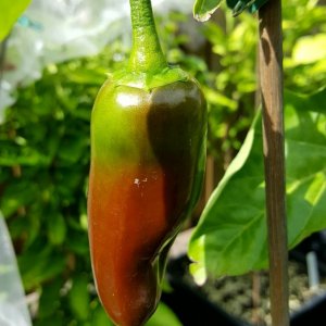 Jalapeno braun