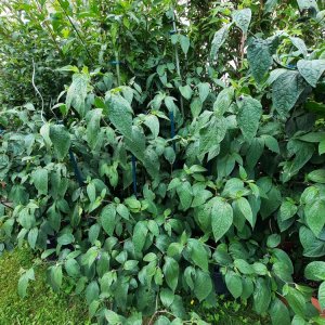Giant Rocoto 01.jpg