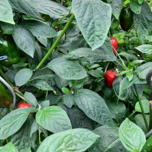 Rocoto Yellow x evGiant 02.jpg