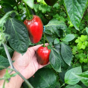 Rocoto Yellow x evGiant 03.jpg