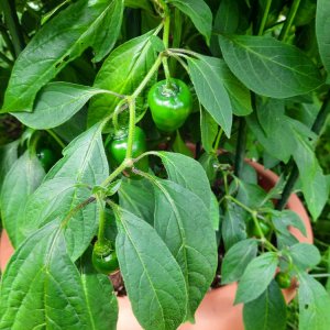 Rocoto Chocolate xPS 03.jpg