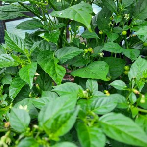 Aji Charapita 02.jpg