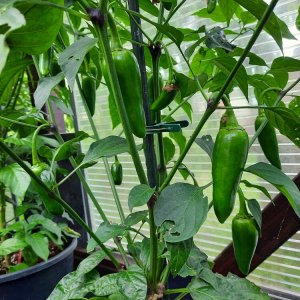 Jalapeño Brown 02.jpg