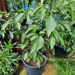 Jalapeño Agriset 01.jpg