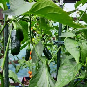 Jalapeño Agriset 02.jpg