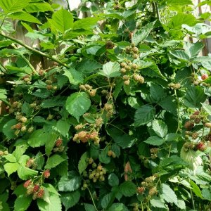 Brombeeren