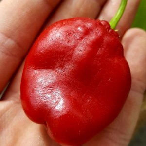Rocoto Cabe Gondol verhütet